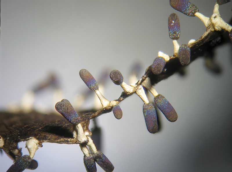 Diachea leucopodia